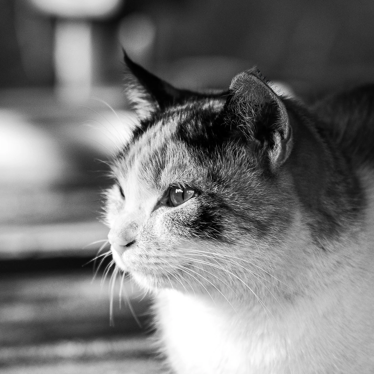 1280px 고양이 사진 샘플.
